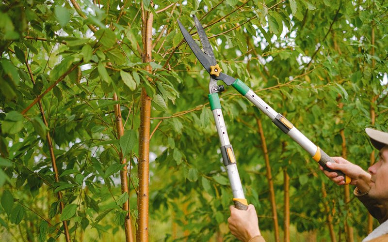 Tree trimming in Hartsburg, IL