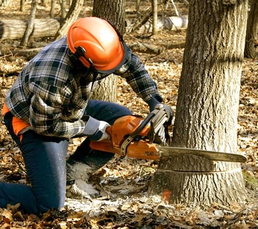 Tree Removal in Hartsburg, IL